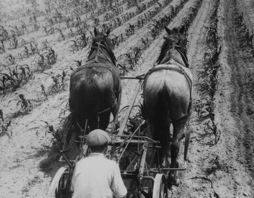 Farm worker guiding horse - worker,