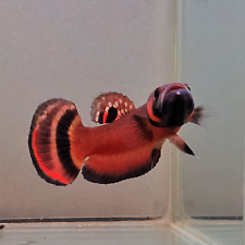 BETTA King MACROSTOMA 1-PAIR- SHIPPING BY TRANSHIPPING ONLY