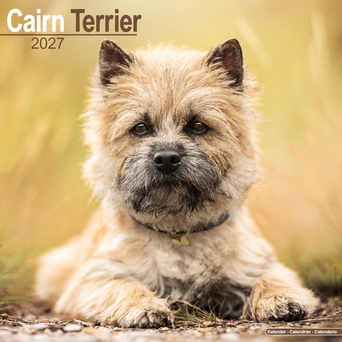 Cairn terrier 2027 - cairn,