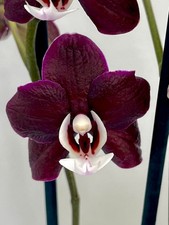 Phalaenopsis Kaoda Twinkle -