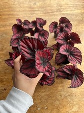Begonia ‘Magic Colours Red