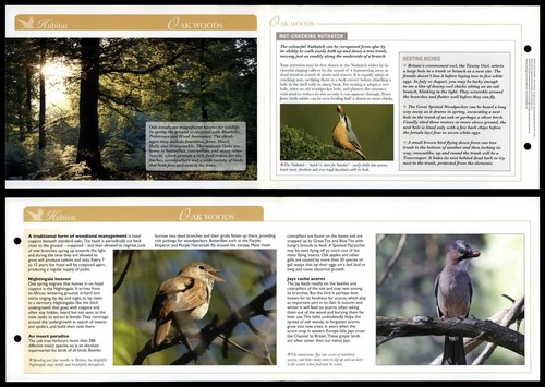 Oak woods habitat birds - woods,