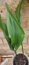 VERIGATED ASPIDISTRA ELATIOR