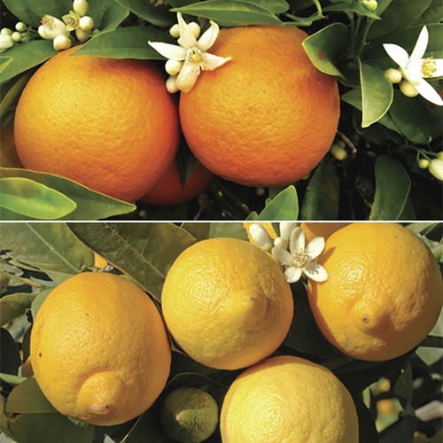 Pair large orange and lemon - of,