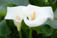 Zantedeschia aethiopica 🌱Calla Lily  🌱 Arum lily 🌱set of 5 baby plant
