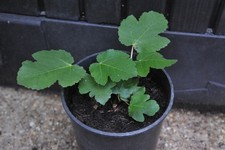 Fig plant Violette de Sollies (Bourjasotte Noire)