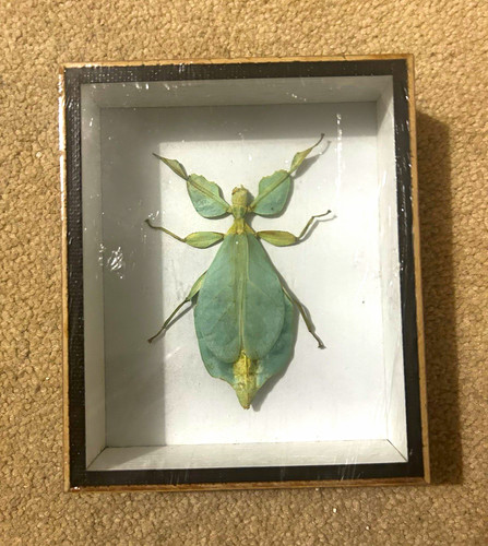 Vintage framed green - vintage,