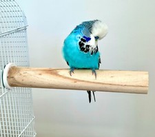 Large Natural Wooden Bird Cage