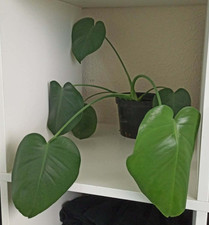 Monstera Deliciosa houseplant