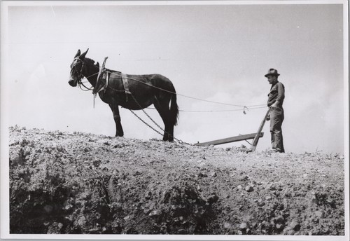 1950 photo farmer - 1950, guiding