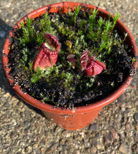 Cephalotus follicularis
