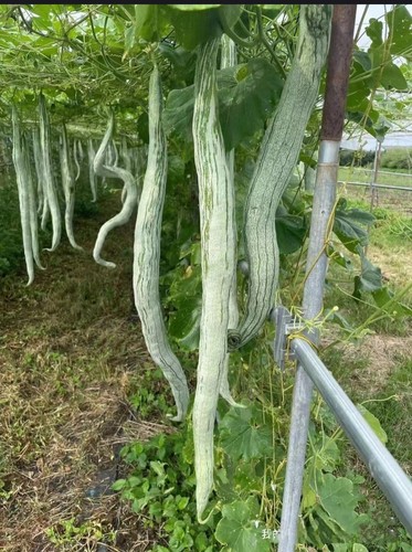 Snake gourd seeds - snake,