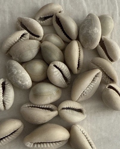 Original natural cowries - natural,