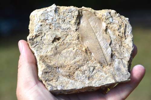 Amazing rare fossil - amazing,