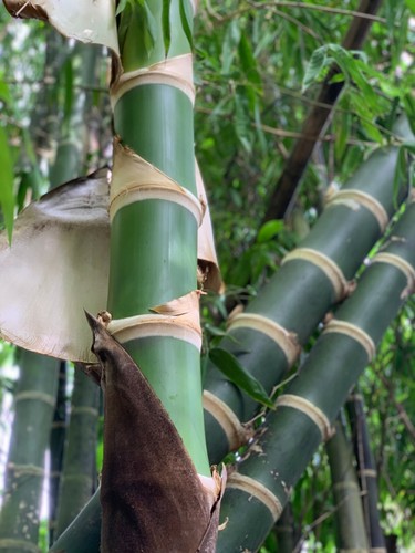 Guadua bamboo - guadua,