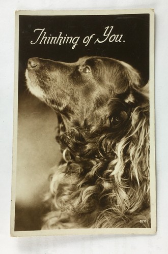 Vintage postcard red setter - vintage,