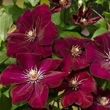 1 x Rouge Cardinal Clematis