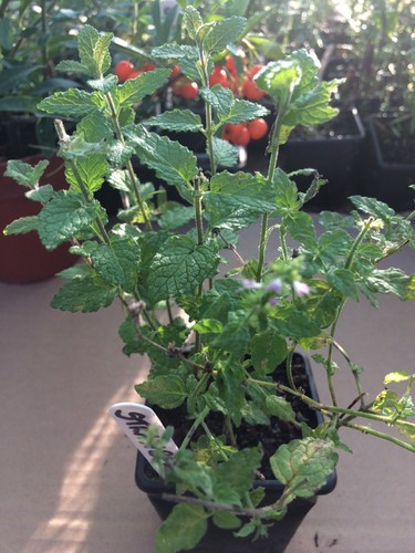 Mixed herb plants 7cm - mixed,