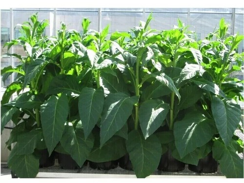 Amber leaf tobacco - amber,