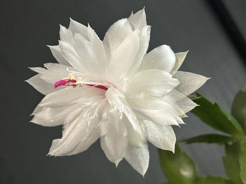 Christmas cactus - christmas,