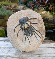 Fossil Trilobite Dicranurus