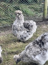 Silkie Eggs From Blue Splash