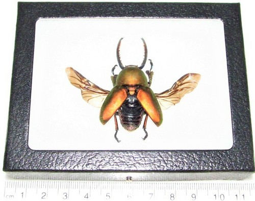 Lamprima adolphinae red form - adolphinae,