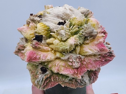 Godzilla coral - godzilla,