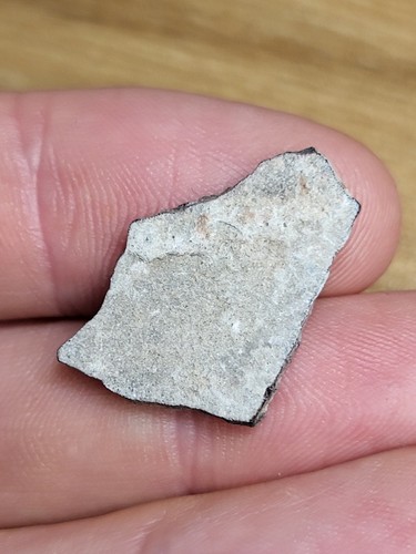 Rare raptor egg shell - rare,