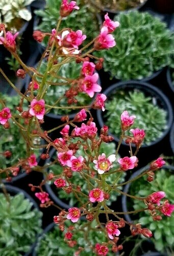 Saxifraga hare knoll - hare, beauty