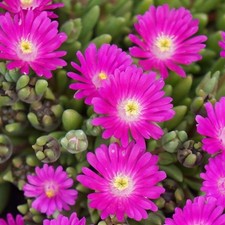 Delosperma plug plants