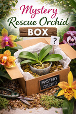 Mystery Rescue Orchid Plant