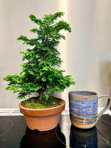 Hinoki cypress chamaecyparis - cypress, (chamaecyparis