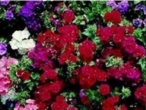 Flower phlox extra dwarf - -,