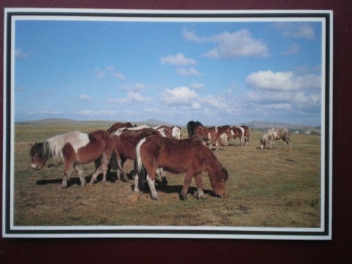 Postcard devon ponies - postcard,