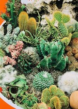 60 x CACTUS MIX Seeds - SEE