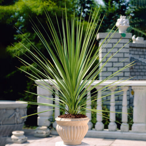 Cordyline australis atlantic - australis,