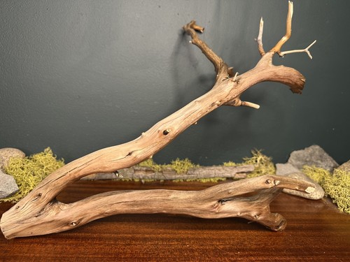 Large manzanita - large, 17”