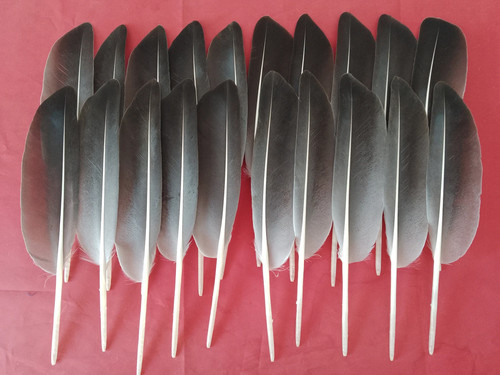 Grey goose wing quill - 20,