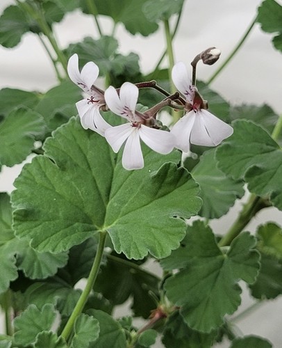 Fragrans scented - fragrans,