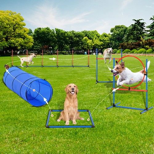 Dog agility training - dog,
