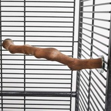 Natural Corner Parrot African