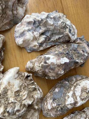 Naturally oysters shells - 15,