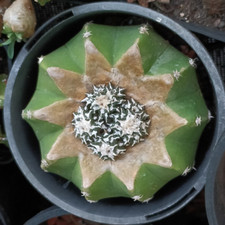  Ariocarpus kotschoubeyanus Sp,4 heads about 10cm   rare succulent