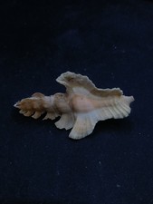 Pink Pterynotus elongatus murex sea shell 71mm operculum. #14682