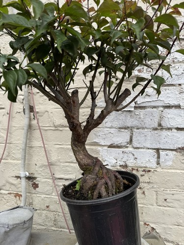 Plum blossom bonsai - blossom,