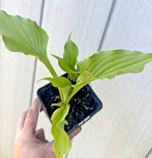 Hosta 'Purple Sensation' in