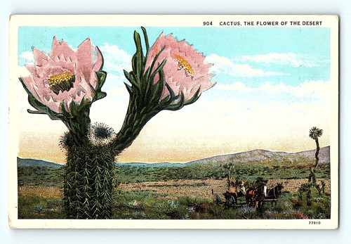 Horse cart pink flower - flower, bloom