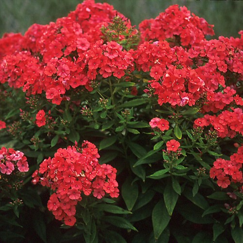 Garden phlox orange perfection - garden,