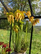 15+ Seeds From Leucophylla x